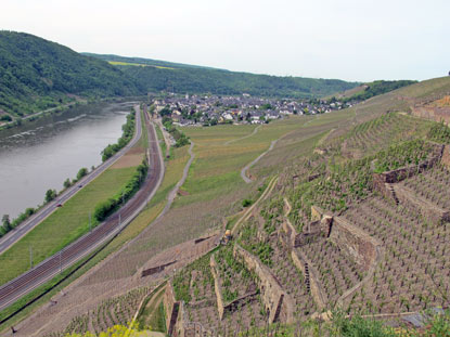 Anschlieend verluft der Rheinburgenweg oberhalb der Weinterrassen. Im Hintergrund ist Winningen zu erkennen.