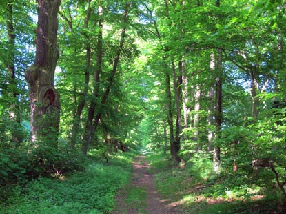Wanderung: Naturdenkmal Baumallee fhrt fhrt direkt zur Marienkapelle auf dem Karmelenberg