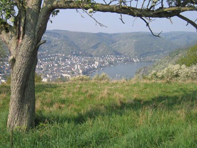 Der Rheinsteig verluft auf dem Rheintalkamm. Das erlaubt tolle Blicke auf das gegenberliegende Rheinufer (Boppard)