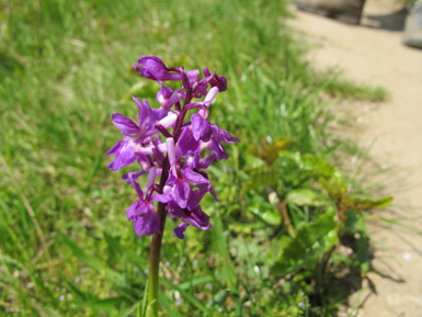 m Wegesrand blht das Knabenkraut, eine Orchideenart