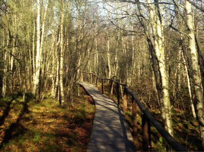 Wandern durch die Rhn: Durch das "Rote Moor" verluft der Wanderweg auf Holzbohlen.