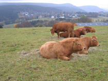 Blick auf den Ort Kstelberg