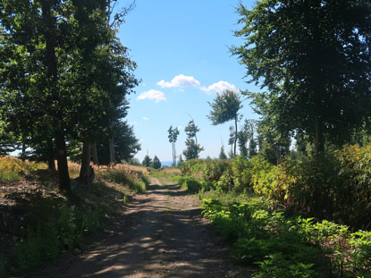 Kleine Karpaten, Wir verlasssen den Laubwald am suchy vrch