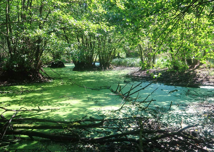 Kleine Karpaten: Naturschutzgebiet wegen Torfmoor 