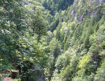 Unser Rckweg nach Veľk Borov fhrte uns durch die Klamm Kvačianska dolina.