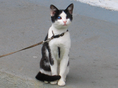 In Doln Kubn (Unterkubin) bewacht eine Katze das Anwesen.