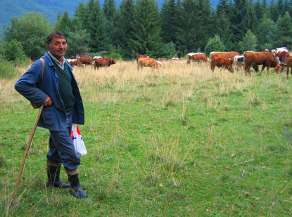 Am Wanderweg treffen wir einen Kuhhirten mit seiner Herde.