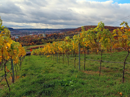 Weinlage am Kuzchenberg bei Zwtzen