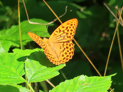 Schmetterling auf dem Wanderweg nach Babenhausen