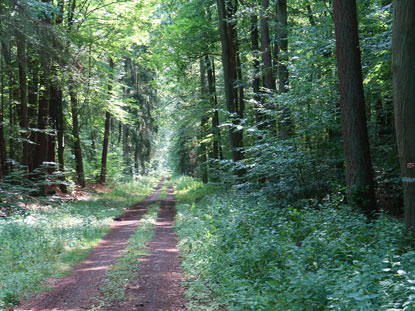 Wanderweg zwischen Seligenstadt nach Babenhausen verluft fast ebenerdig.