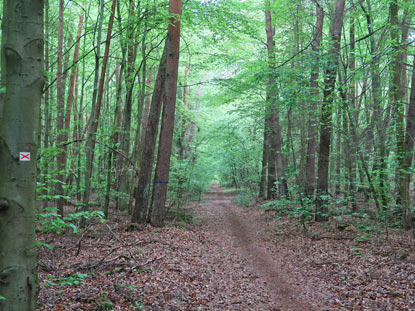 Der Wanderweg mit dem roten Andreaskreuz bei Babenhauisen