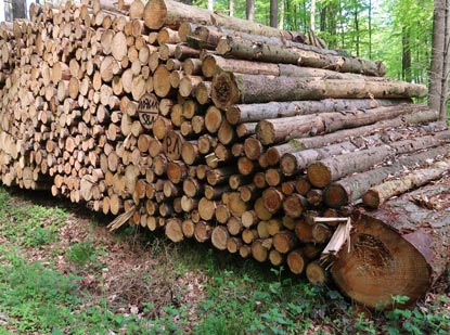 Holzstapel entlang des Weges. Der Borkenkfer hatte die Fichten beschdigt, so dass diese umgehend gefllt werden mussten