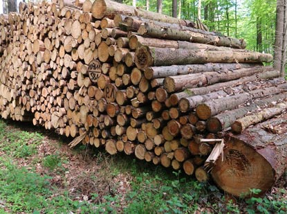 Holzstapel entlang des Weges. Der Borkenkfer hatte die Fichten beschdigt, so dass diese umgehend gefllt werden mussten