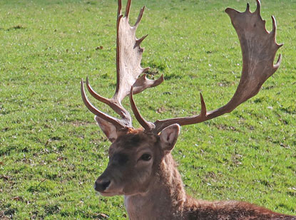 Hirsch im Eulbacher Park