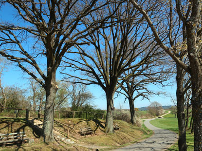 Naturdenkmal "Drei Eichen" in Momart