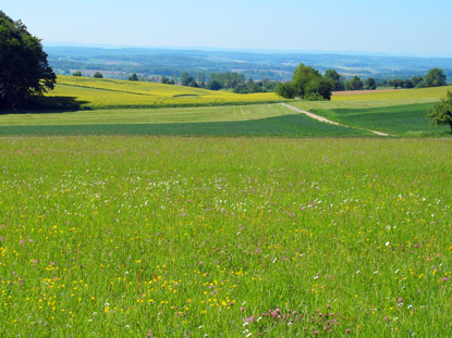 Blick vom Frstelweg ber den Kleinen Odenwald bei Neunkirchen