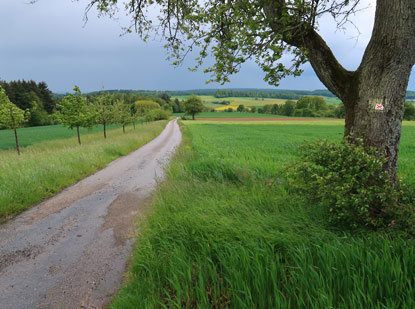 Wanderweg ab Nunkirchen dirch den Kleinen Odenwald in Richtung Neckarkatzenbach