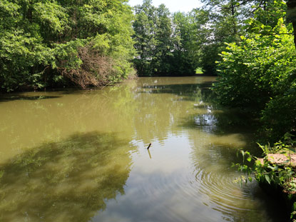 Waldsee bei Bad Rappenau