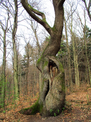 Die Holdermannseiche