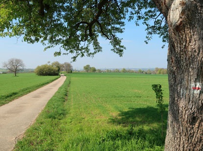 Der Vogesenweg vor Ubstadt