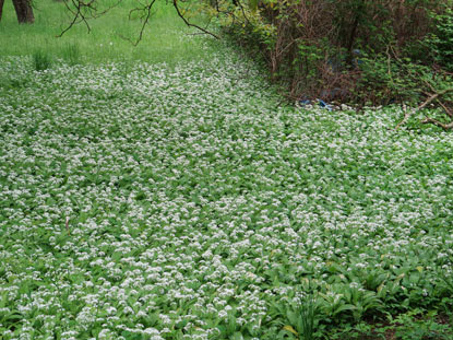 Blhender Brlauch am Wegesrand bei Weingarten