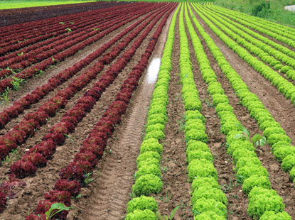 Vogesenweg bei Wolfartsweier: Lollo rosso und Lollo blanco