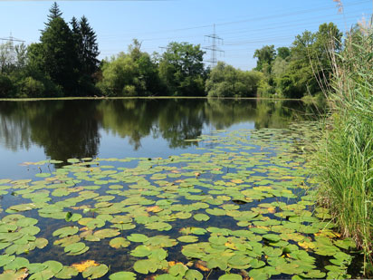 Vogensenweg: Die Saumsen bei Daxlanden, einem Stadtteil von Karlsruhe