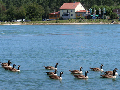 Kanadagse unterwegs auf dem Rhein vor dem ehemaligen Neuburger Zollhaus