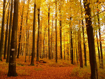 Waldfrbung im Herbst: Vor dem Mahnmal am Katzenstein zeigt sich der Herbst von seiner schnsten Seite.