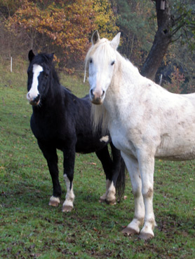 Neugierige Pferde beobachten die Wanderer auf dem Westerwaldsteig.