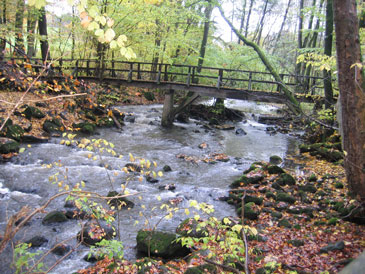 Holzbachschlucht: Entlang der 1 km langen Holzbachschlucht verluft der Westerwaldsteig.