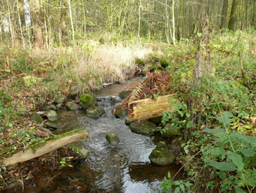 Fluss Wied, mit 102 km der längste Fluss im Westerwald
