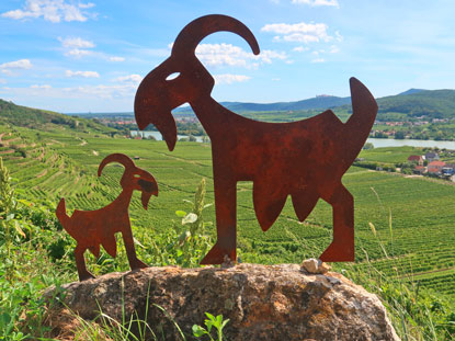 Weltrbesteig Wachau Etappe 1: Weinberggoa mit Kitzlein