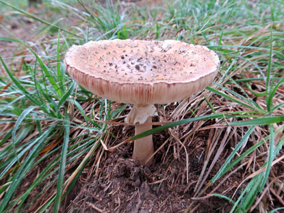 Pilz am Wegesrand auf dem Weg nach Maria Laach