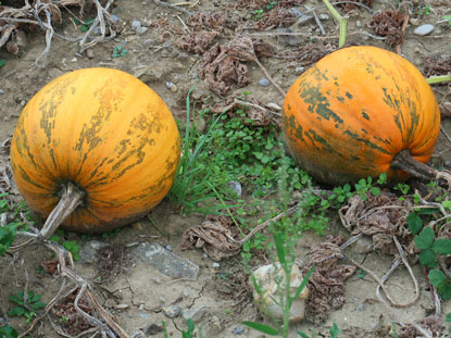 Krbisse unmittelbar am Wegesrand des Welterbesteigs bei Melk
