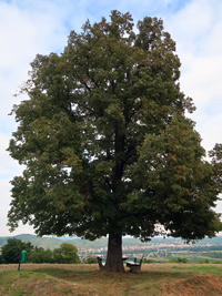 Welterbesteig: Linde zu Baumgarten