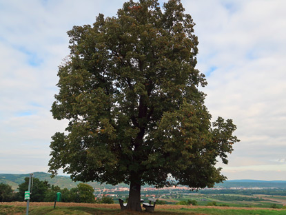 Welterbesteig Wachau: Rastplatz Linde zu Baumgarten