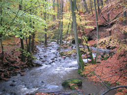 In der Holzbachschlucht