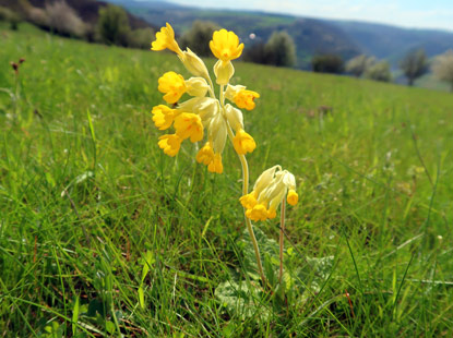 Schlsselblume / Himmelsschlssel am Engweger Kopf  im Rheingau