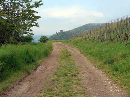 In Vino Veritas Weg vor Lorch am Rhein.