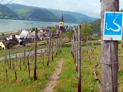 Vor Lorch wandert man durch die Weinlage Schlossberg 