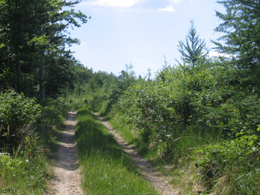 Unterwegs auf dem Kk-tra-Weitwanderweg (Kk = blau) im Zemplni - hegysg (Zempliner Gebirge) im Nordosten von Ungarn. 